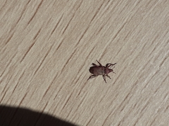 Mitrastethus baridioides