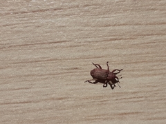 Mitrastethus baridioides