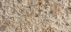 Graphipterus minutus