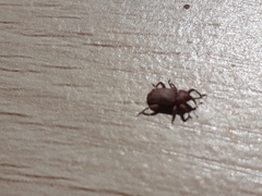 Mitrastethus baridioides