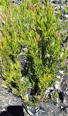 Melaleuca pityoides