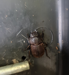 Geodorcus auriculatus