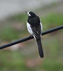 Motacilla alba alboides