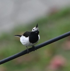 Motacilla alba alboides