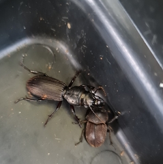 Geodorcus auriculatus