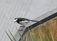 Motacilla alba alboides
