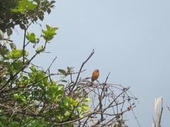 Phoenicurus auroreus