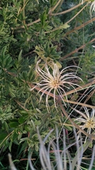 Clematis villosa