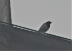 Motacilla alba alboides