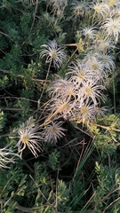 Clematis villosa