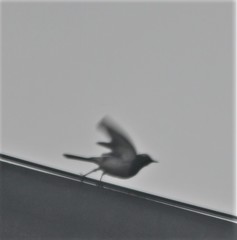 Motacilla alba alboides