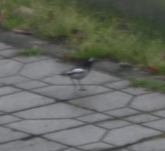 Motacilla alba alboides