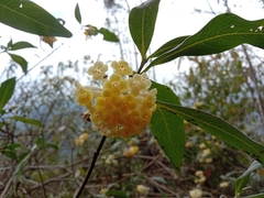 Edgeworthia gardneri