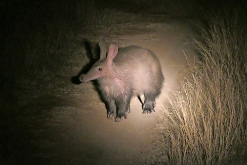 Aardvark
