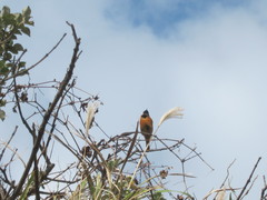 Phoenicurus auroreus