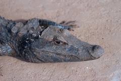 Congo Dwarf Crocodile photo 3