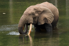 African Forest Elephant photo 2