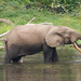 Elefante Africano de Bosque - Photo (c) David Robichaud, algunos derechos reservados (CC BY-NC), subido por David Robichaud