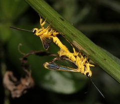 Synanthedon