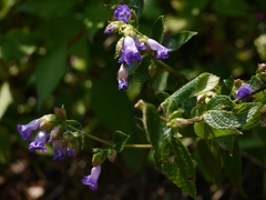 Strobilanthes reticulatus