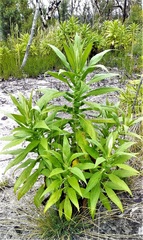 Calomeria amaranthoides