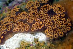 Botrylloides leachii