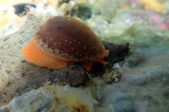 Notocypraea angustata