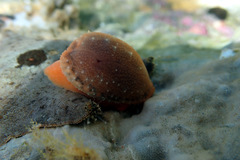 Notocypraea angustata