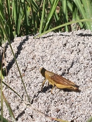 Schistocerca rubiginosa