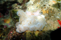 Aplidium opacum