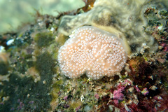Aplidium opacum