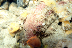 Lipotrapeza vestiens