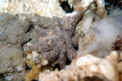 Allostichaster polyplax