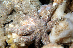 Allostichaster polyplax