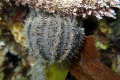 Amblypneustes elevatus elevatus