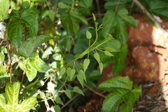 Rubia cordifolia