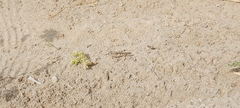 Acrotylini