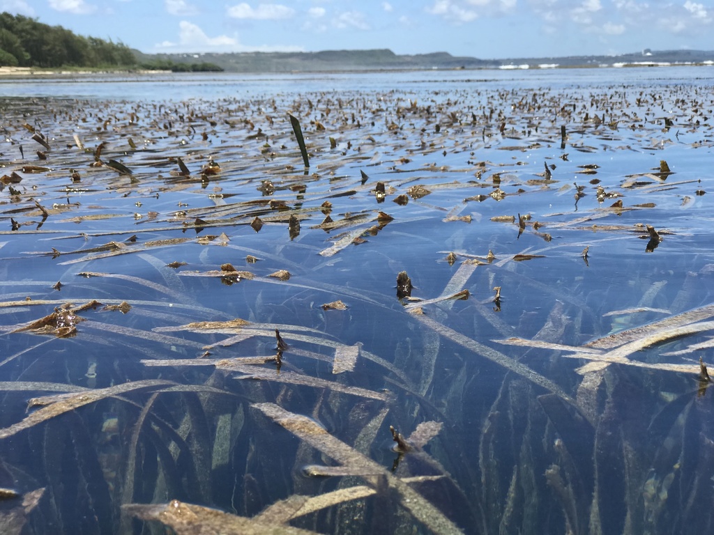Photo of Spoon Seagrass (Enhalus acoroides)