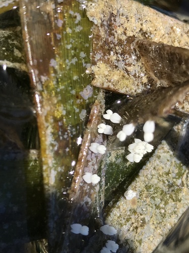 Photo of Spoon Seagrass (Enhalus acoroides)