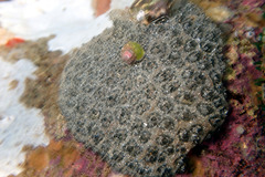 Synoicum sphinctorum