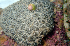 Synoicum sphinctorum