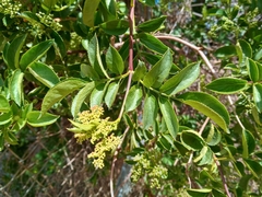Sambucus cerulea