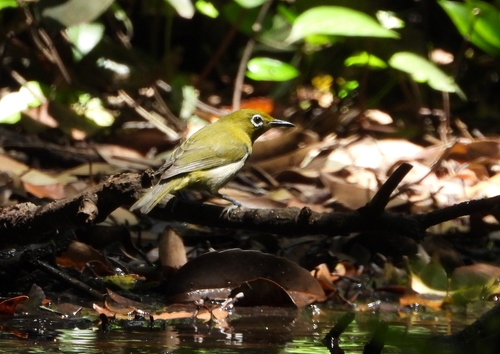Subspecies Zosterops japonicus stejnegeri · iNaturalist