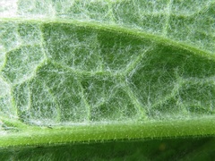 Calomeria amaranthoides