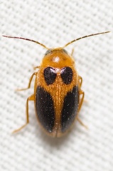 Sacodes pulchella