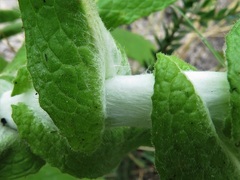 Calomeria amaranthoides