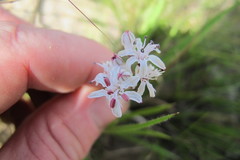 Nerine rehmannii