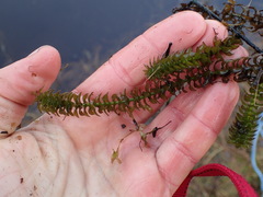 Elodea