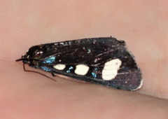 Alypiodes flavilinguis