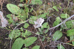 Hermannia transvaalensis